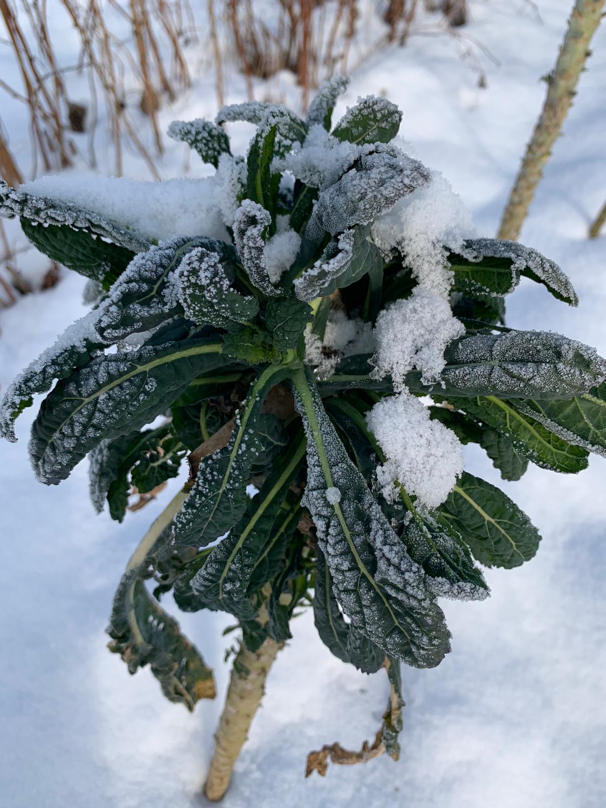 May be a closeup of plant and nature